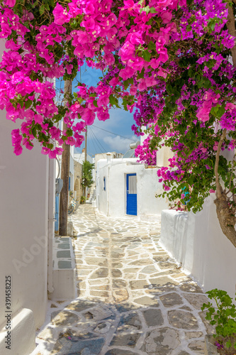 Picturesque alley with a full blooming bougainvillea and Whitewashed traditional houses in Prodromos Paros Greece