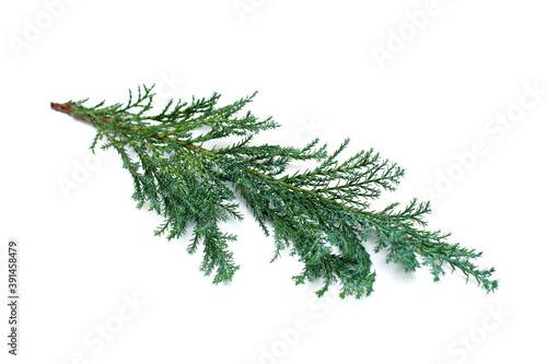 Branch of a Christmas tree on a white background
