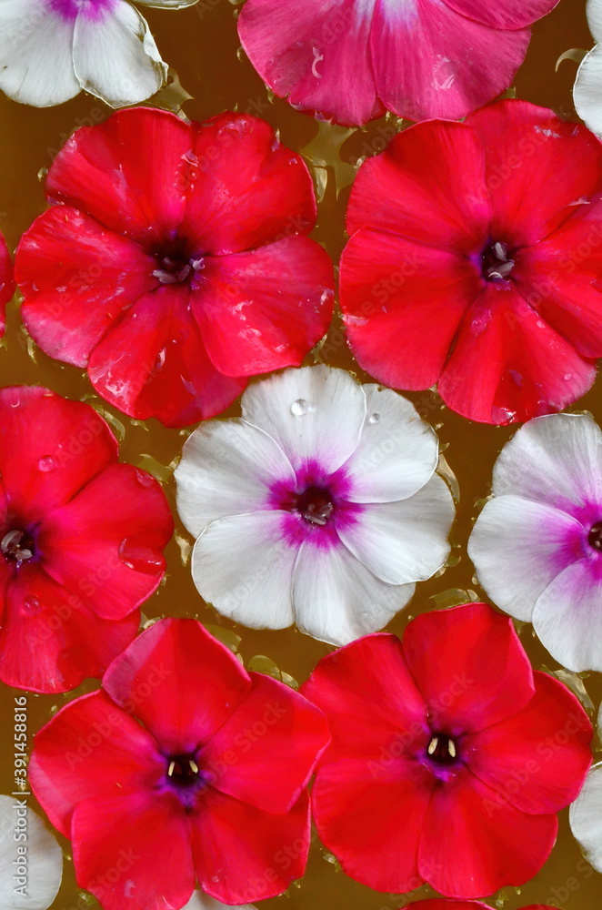 Multicolored flower mandala on floating on water plate made of fresh flowers. Floral background with nature flowers. Flower mosaic Multicolored flower mandala on floating on water plate made of fresh flowers. Floral background with nature flowers. Flower mosaic