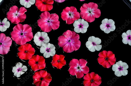 Wallpaper Mural Multicolored flower mandala on floating on water plate made of fresh flowers. Floral background with nature flowers. Flower mosaic Torontodigital.ca