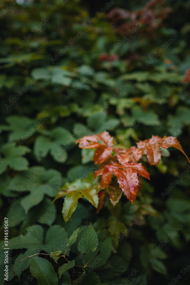 Close up image of orange autumn leaves at soft light. Close up image of orange autumn leaves at soft light.