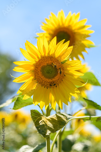 two sunflowers in the field with only one in focus