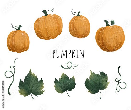 set autumn pumpkin, leaves, hand drawing art