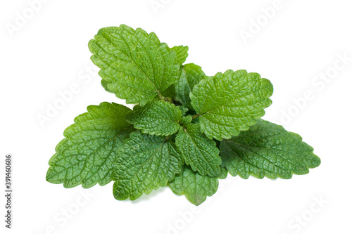 Fotografie Sage leaves isolated on white background