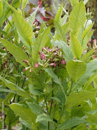 Nicotiana tabacum | Tabac cultivé ou herbe à nicot aux fleurs en panicules vert-jaunatre, blanc et rose sur tige dressée aux grandes feuilles vert pâle photo
