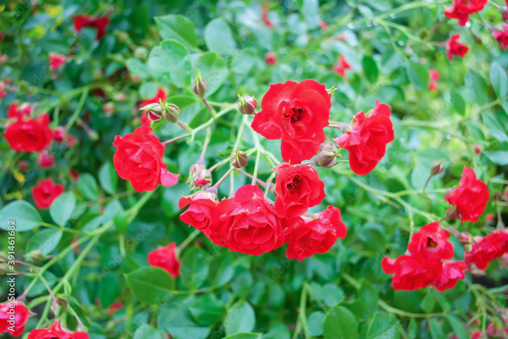 Gorgeous bush of tender pink roses growing in summer garden, soft selective focus