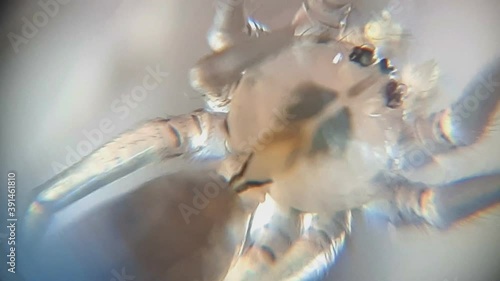 Extreme Close Up Shot Of Tiny Transparent Spider photo