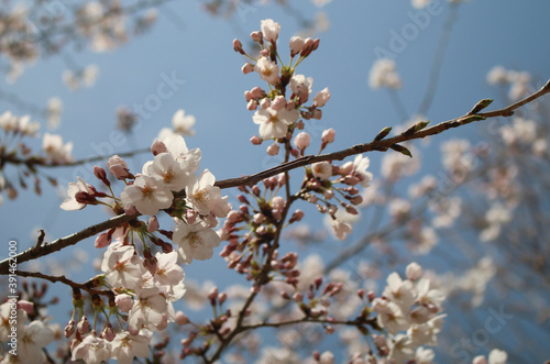 봄에 핀 분홍색 벚꽃
