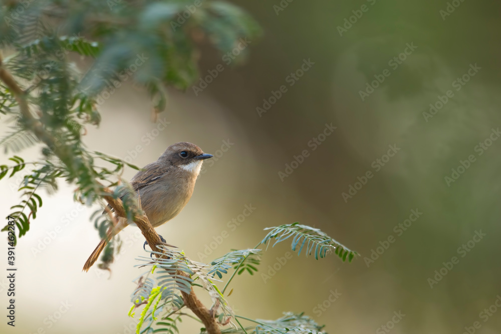 Naklejka premium Grey Bush Chat (Saxicola ferreus)