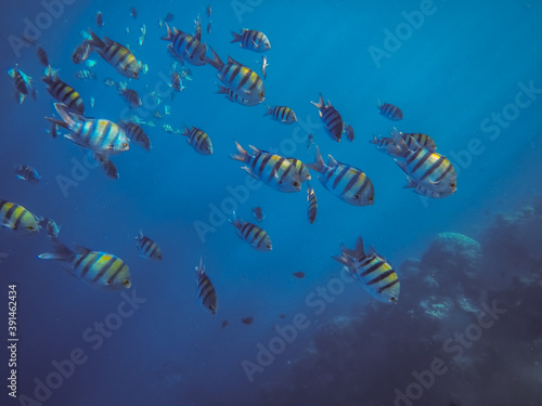 many indopazific sergeants swimming in the blue sea
