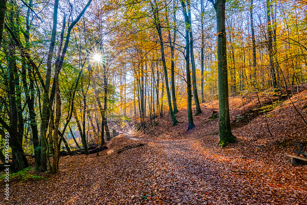 morning light in the Nero valley forest in Wiesbaden Germany in indian summer colors