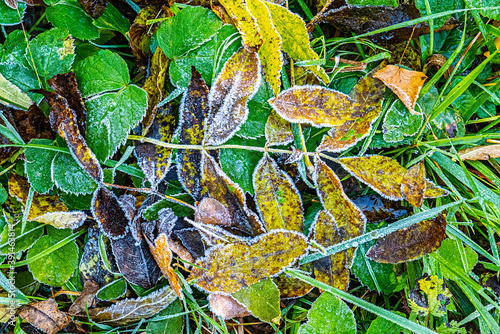 detail of leaves in hoar frost as harmonic autumn mood background © travelview