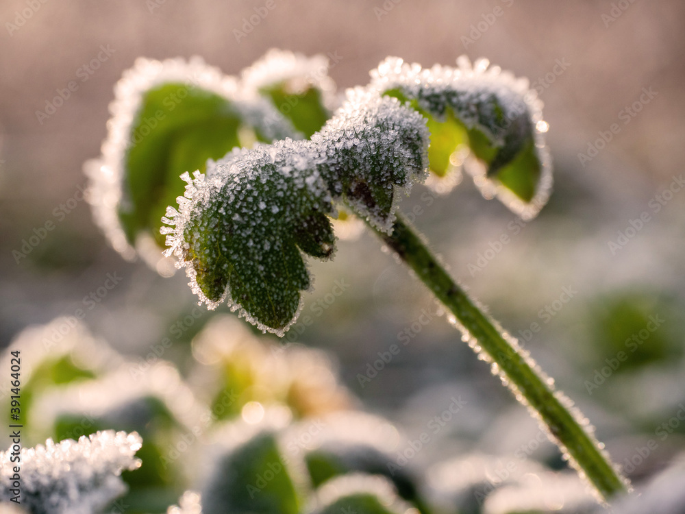 Winter scene. Green leafs covered with frost. Selective focus. Nobody. Cold season concept. Winter scene. Green leafs covered with frost. Selective focus. Nobody. Cold season concept.