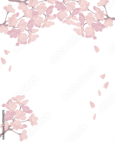 桜 フレーム 透明 満開 シンプル イラスト