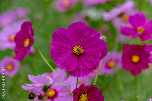 Cosmos flower field