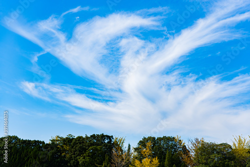 Bird like clouds