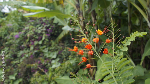 Plantas y flores | Leaves