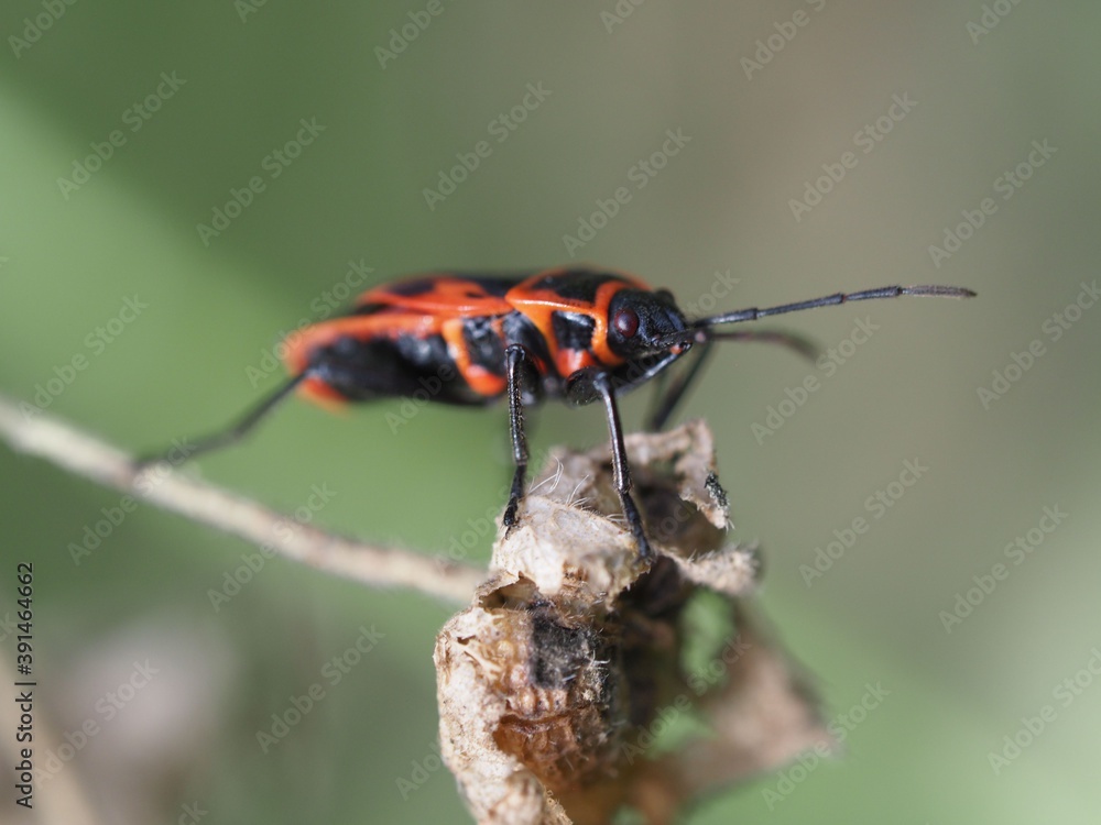 Gemeine Feuerwanze (Pyrrhocoris apterus) auf Pflanze Gemeine Feuerwanze (Pyrrhocoris apterus) auf Pflanze