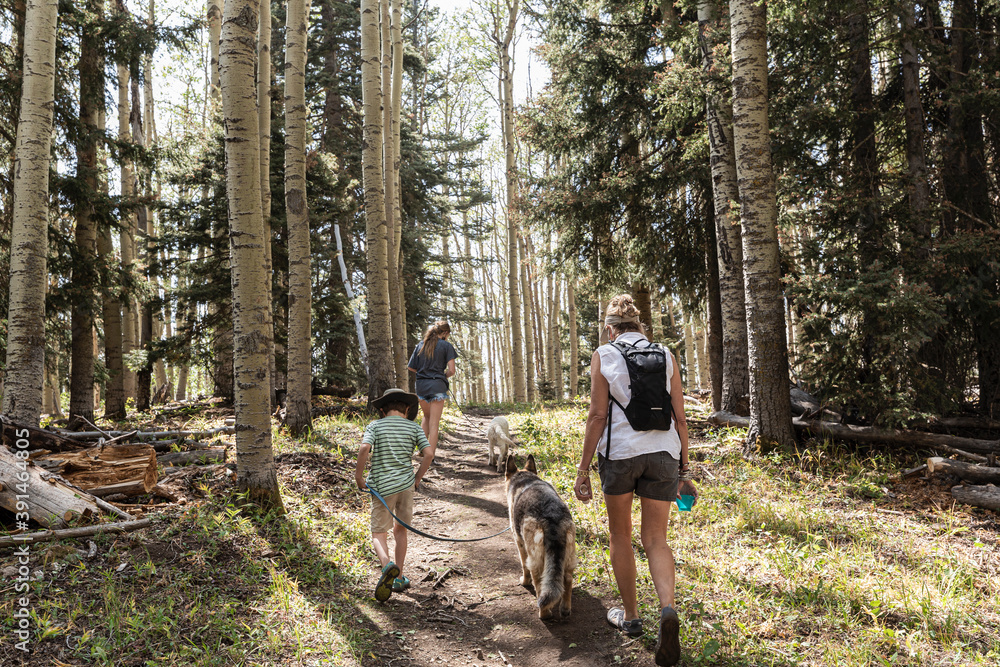 Family hiking in a forest of Aspen trees Family hiking in a forest of Aspen trees