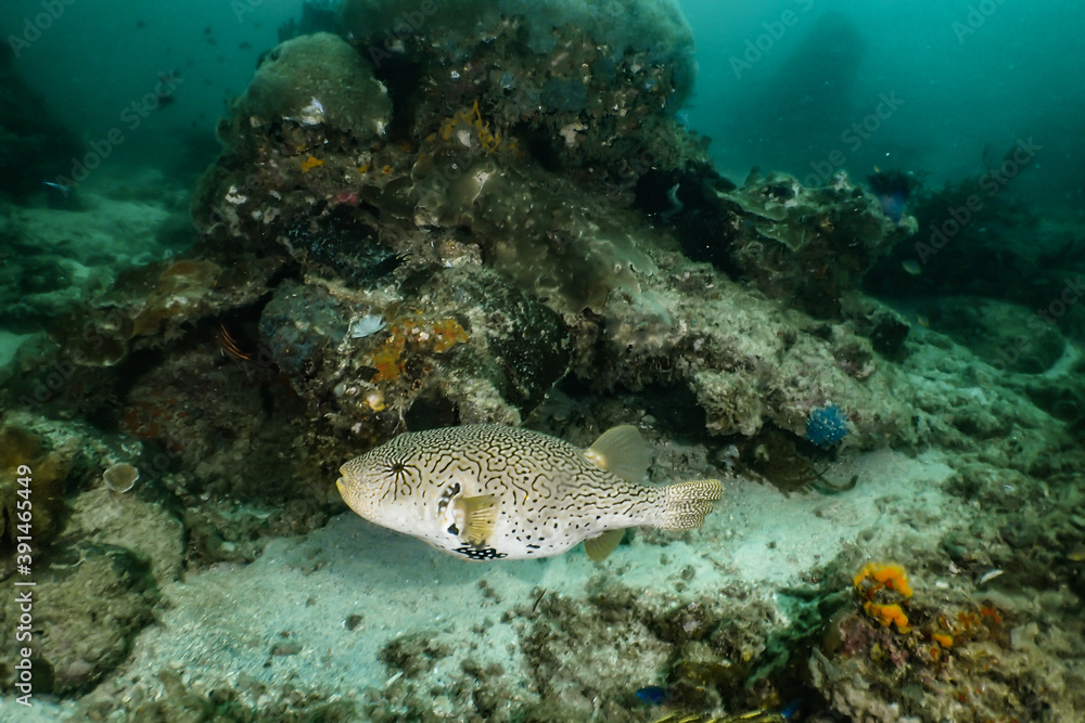 Fototapeta premium Big puffer fish