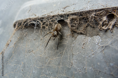 Spider walking down his net
