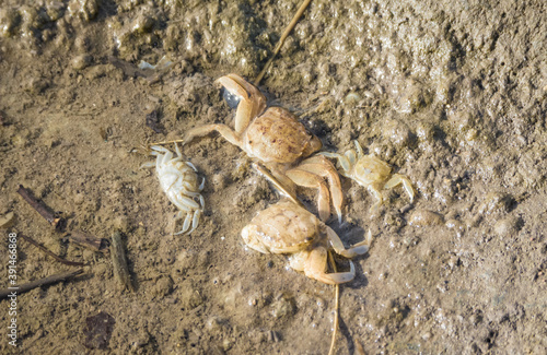 Group of crabs of different sizes, dead at the river