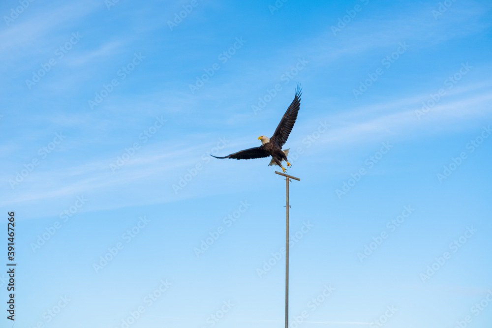 Bald eagle (Haliaeetus leucocephalus) perched on a post against blue sky. Bald eagle (Haliaeetus leucocephalus) perched on a post against blue sky.