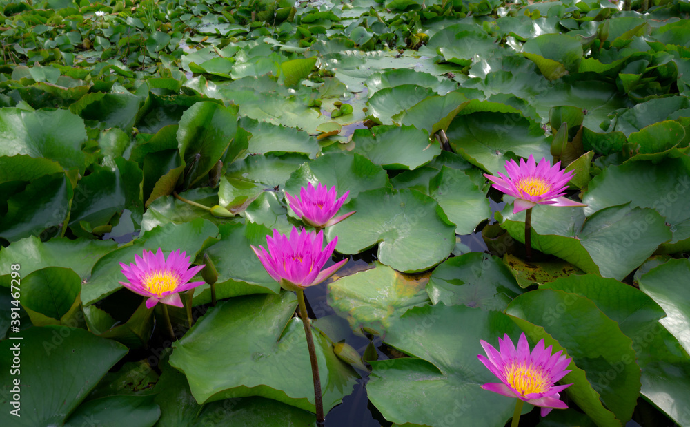 Many fresh beautiful Pink waterlily Many fresh beautiful Pink waterlily