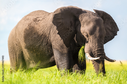 African elephant feeding in the Chobe National Park, Botswana. photo