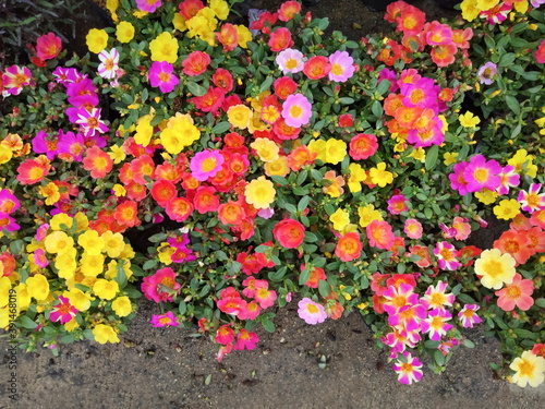 Top view of many multicolored Japanese Rose (Portulaca grandiflora) blossom texture background, other names include Mose Rose, Portulaca Rose and Sun Plant.