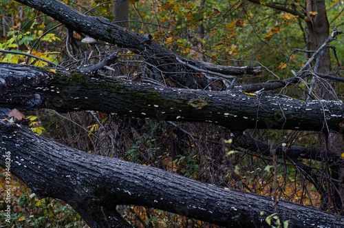 The bark of the tree and the white mycelium or moss covering the bark. Natural background and texture. 