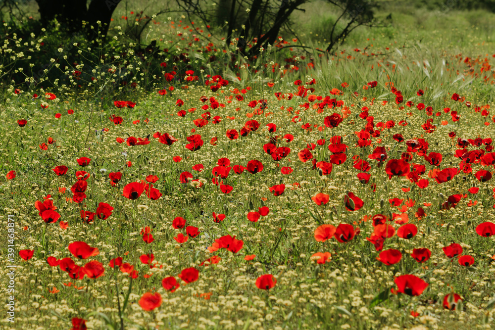 Red poppies in wildflower field