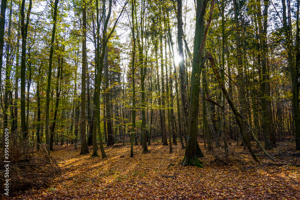 Obraz premium Mischwald im Herbst