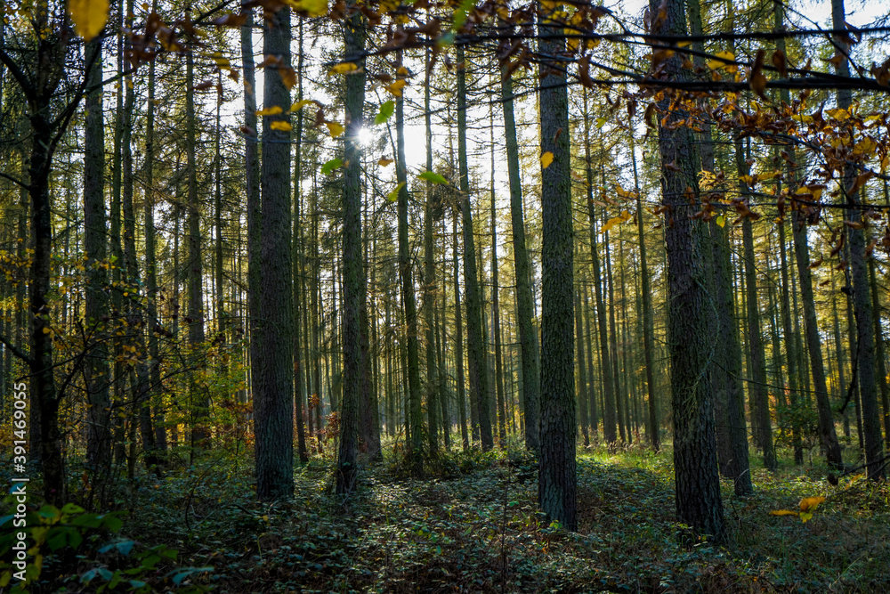 Fototapeta premium Mischwald im Herbst
