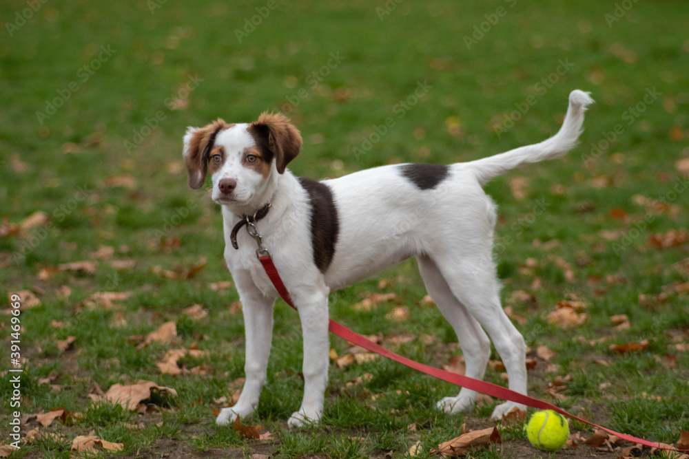 dog playing outdoors with a red leash and a ball