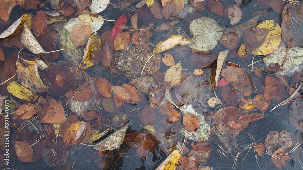 fallen leaves in water