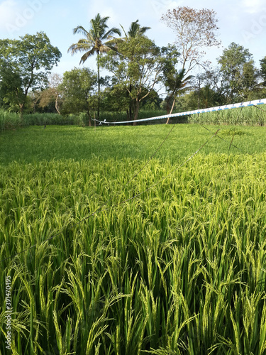 Vertical shot of young rice grown in a ricefield photo