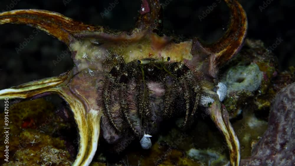The anemone hermit crab close-up get out of a shell. Dardanus tinctor ...