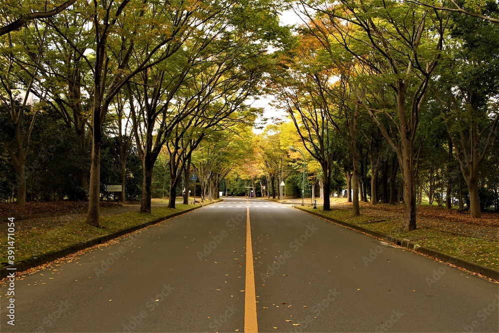 Fototapeta premium a road with fall colors