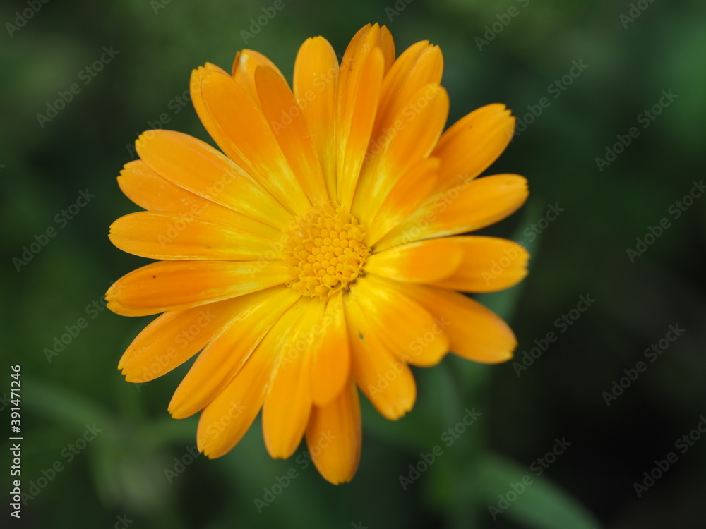 Wunderschöne Ringelblume (Calendula officinalis) im Sonnenschein Wunderschöne Ringelblume (Calendula officinalis) im Sonnenschein