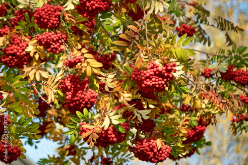 Background of autumn rowan tree with red berries and yellow foliage.