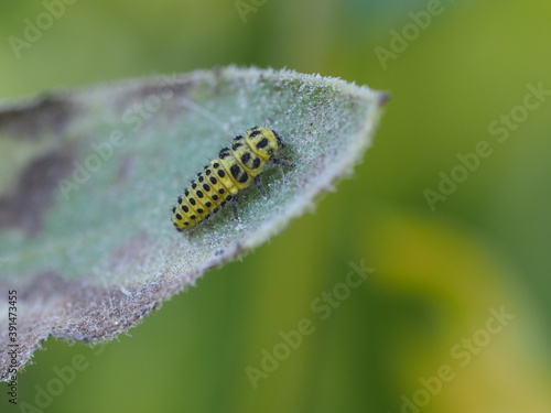 Raupe des Zweiundzwanzigpunkt Marienkäfer (Psyllobora vigintiduopunctata) auf einem Blatt