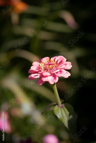 Rosa Blume im Garten