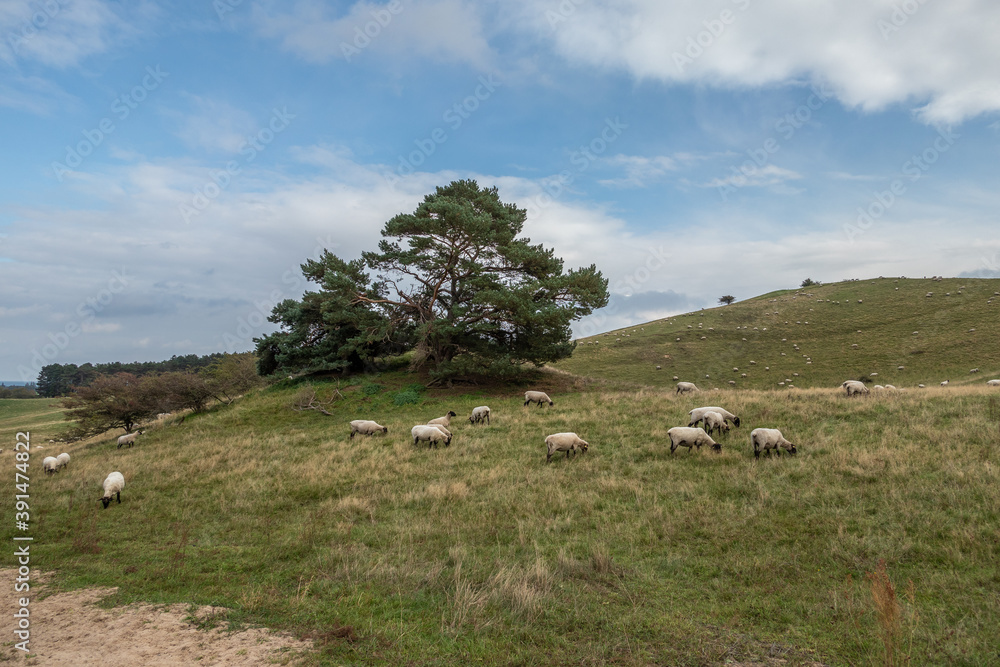 Fototapeta premium Landscape on island Ruegen in Moenchgut, Germany
