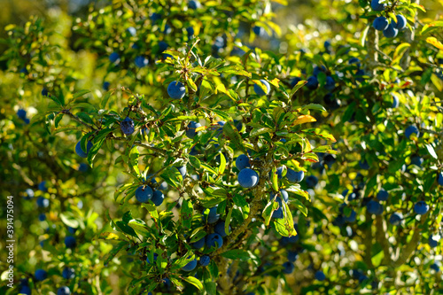 Schlehen / Früchte des Schlehdorn (lat.: Prunus spinosa) in einer Schlehenhecke zwischen grünen Blättern