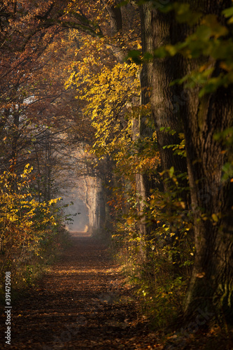 Jesienna aleja w parku © mycatherina
