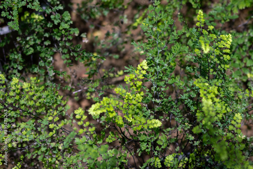 green leaves in the garden green leaves in the garden