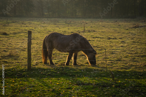 horse grazing in golden evening light photo