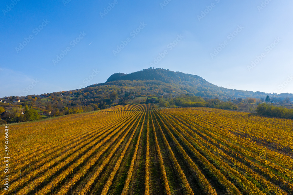 Tapolca, Hungary - Cultivated  rows of vines at the foot of St. George's mountain glowing in gold, warm autumn colors.