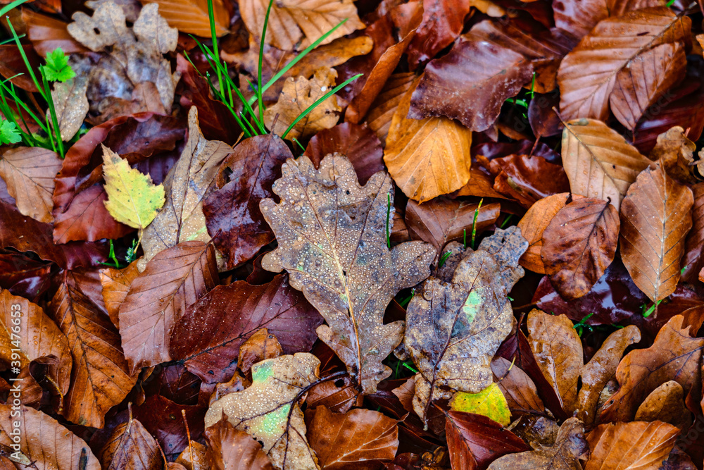 Herbstlaub mit Wassertropfen Herbstlaub mit Wassertropfen